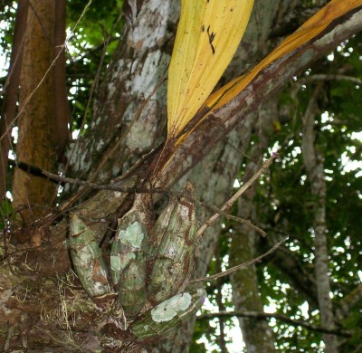 Unbekannte Pflanze 10, Bromelia vielleicht 1B.jpg