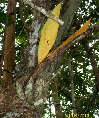 Unbekannte Pflanze 10, Bromelia vielleicht 1.jpg