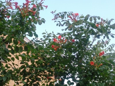 Foto0149.jpg