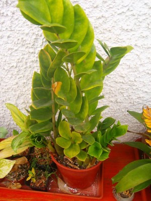 100D0313.JPG