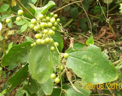 Smilax spinosa, 2010.08.20. I, GREEN24.jpg