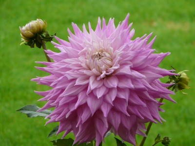 Garten9 004.JPG