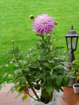 Garten9 005.JPG