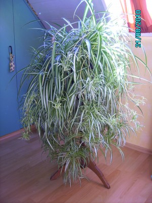 Grünlilie 001.jpg