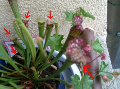Sarracenia2.JPG