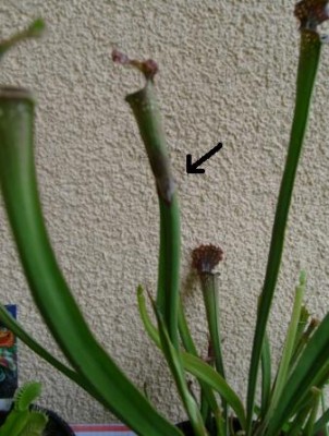 Sarracenia.JPG