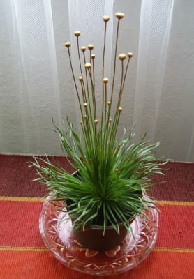 PIC_0019a.JPG