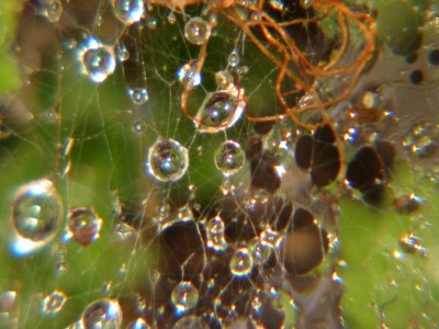 Wassertropfen im Spinnen-Netz vor Sempervivum.jpg