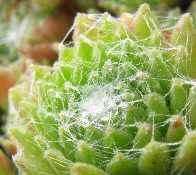 Wassertropfen an Sempervivum arachnoideum.jpg