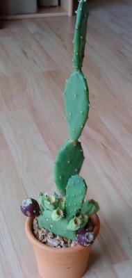 Kaktus7.jpg