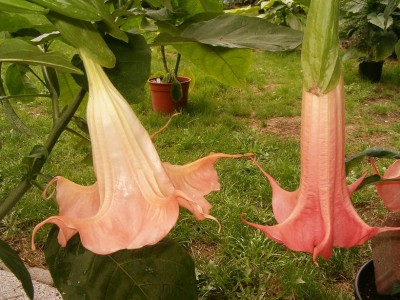 Blütenvergleich 23.08..JPG