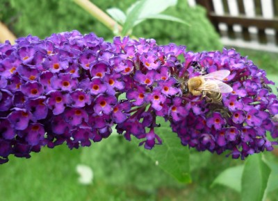 Black Knight mit Besucher.JPG