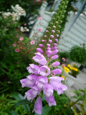 Etagenerika blau.JPG