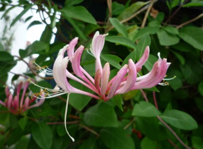 Geißblatt - die Zweite.JPG