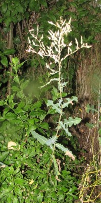 #-Stachel-Lattich oder Kompass-Lattich (Lactuca serriola).jpg