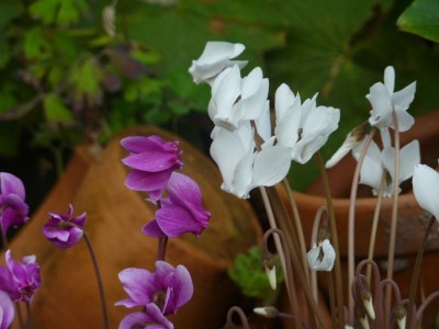 Cyclamen hederifolium album tonscherbengarten.jpg