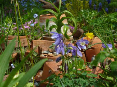 flabellata_Aquilegia_kurilensis1.jpg
