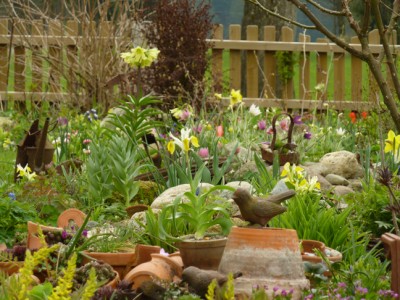 Tonscherbengarten_Fritillaria_raddeana1.jpg