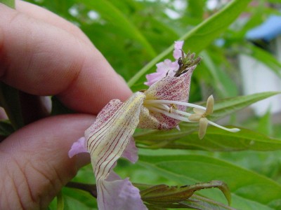 Blüte innen.jpg
