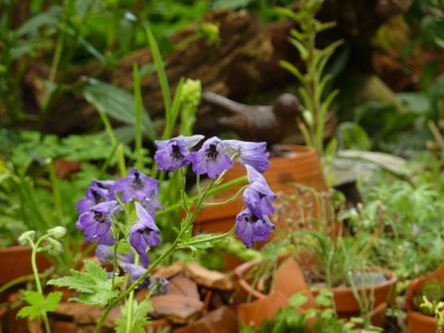 Delphinium cashmerianum.jpg