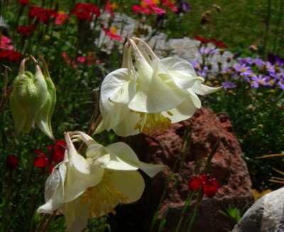 Aquilegia_fragrans_Duftakelei.jpg