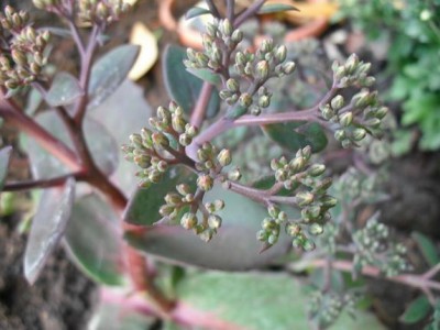 Sedum-Mix 2B.JPG