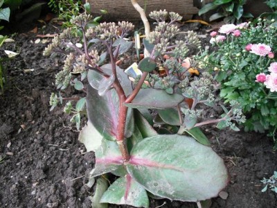 Sedum-Mix 2A.JPG