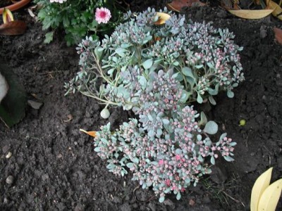 Sedum-Mix 1A.JPG