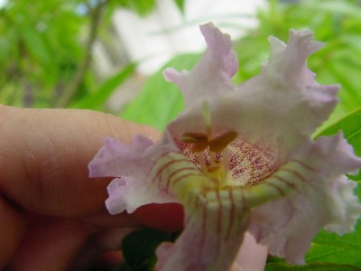 Blüte innen Ansicht.jpg