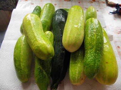 Gurkenernte 23. August.JPG