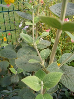 CIMG5976.JPG
