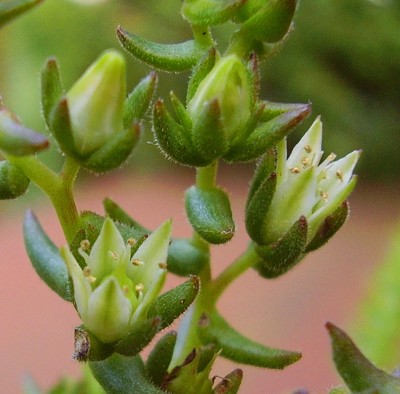 Sedum jurgensenii 2009-203 (4)_ji.jpg