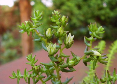 Sedum jurgensenii 2009-203 (3)_ji.jpg