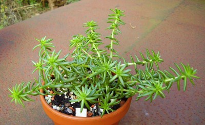 Villadia 2009-280 (4)_ji.jpg