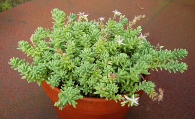 Sedum diffusum fma. potosinum 2009-284 (5)_ji.jpg