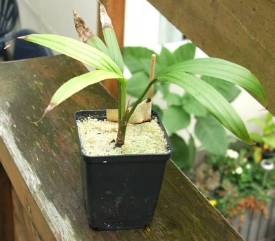 Rhopalostylis 23.08.10.JPG
