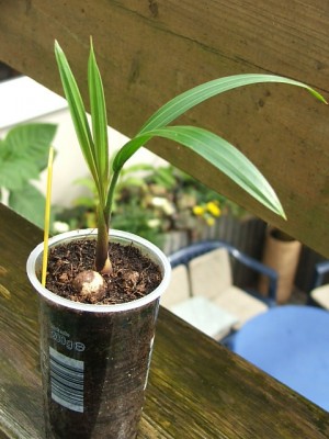Dypsis dec. 23.08.10.JPG