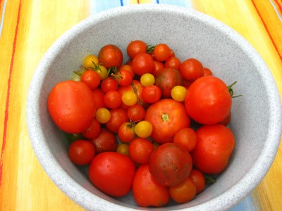 Tomaten-geerntet.JPG