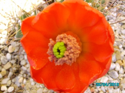 Blumen 28.4.2010 019.jpg