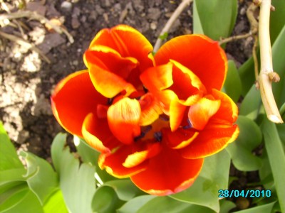 Blumen 28.4.2010 016.jpg
