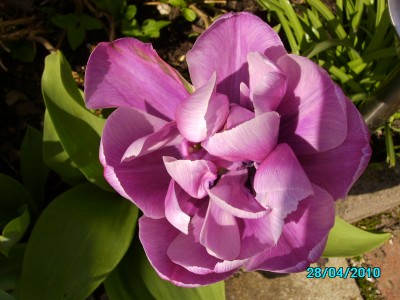 Blumen 28.4.2010 015.jpg