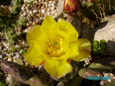 Blumen im Garten und Hof 003.jpg