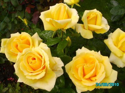 Blumen im Garten und Hof 017.jpg