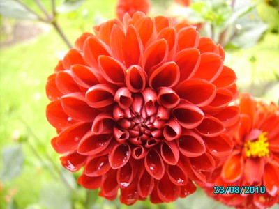 Blumen im Garten und Hof 012.jpg