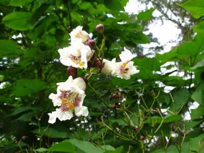 Trompetenbaum, Catalpa bignonioides im Park Pansevitz Rügen.JPG