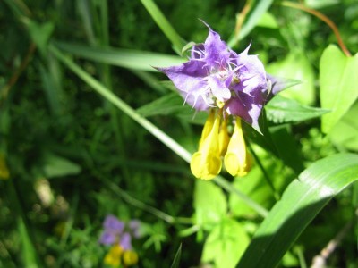 Hainwachtelweizen - Zickersche Berge.JPG