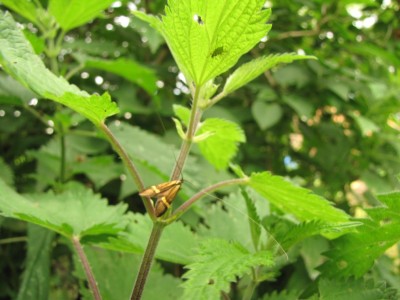 Degeers Langfühler-Motte-Nemophora degeerella.JPG