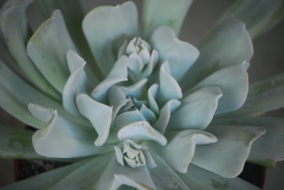 echeveria 012yy.jpg