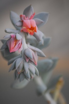 echeveria 010yy.jpg