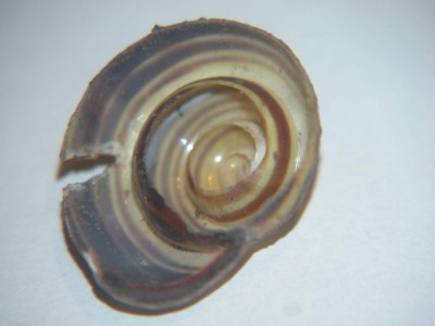Schnirkelschnecke-Halbes-Schneckenhaus.JPG